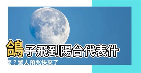 鴿子飛到陽台風水